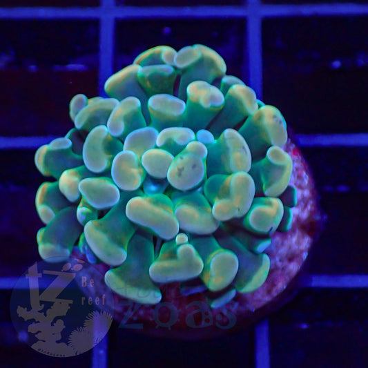 Euphyllia Paraancora Banana #6