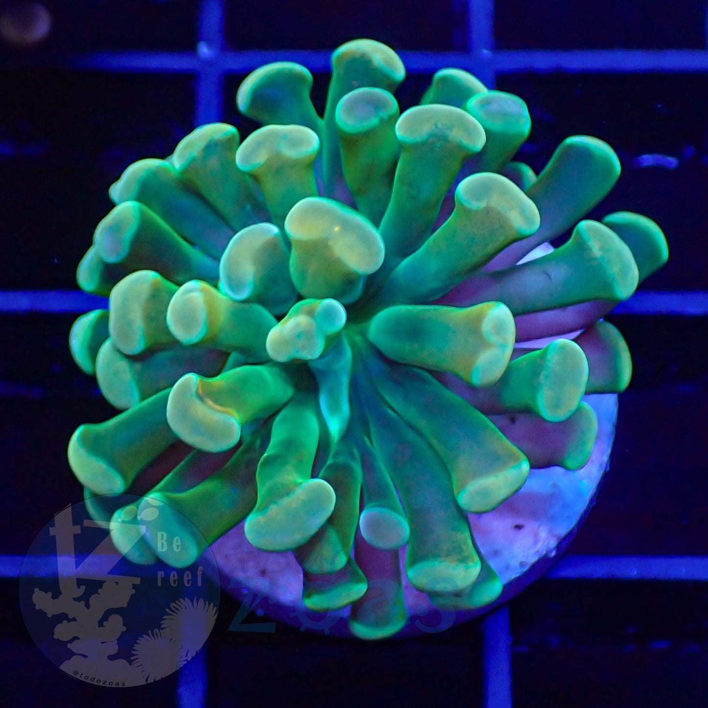 Euphyllia Paraancora Banana #5
