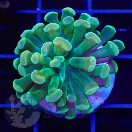 Euphyllia Paraancora Banana #5