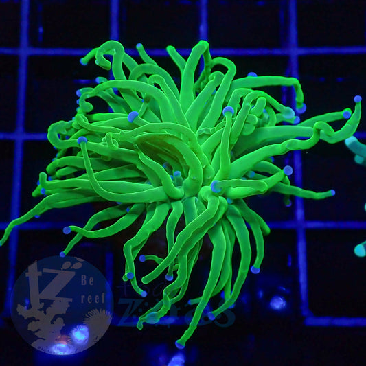 Euphyllia Toxic Torch Blue Tips #1