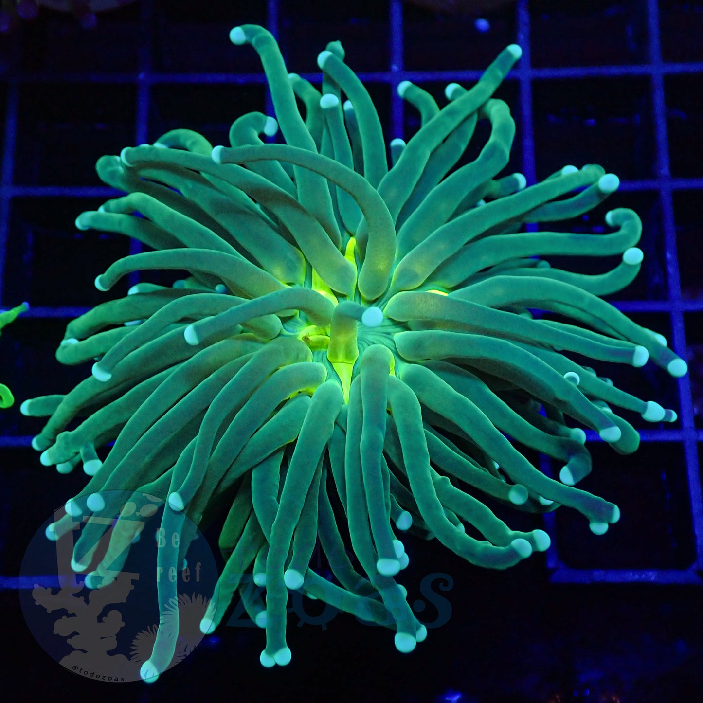 Euphyllia Yellow Mouth Torch
