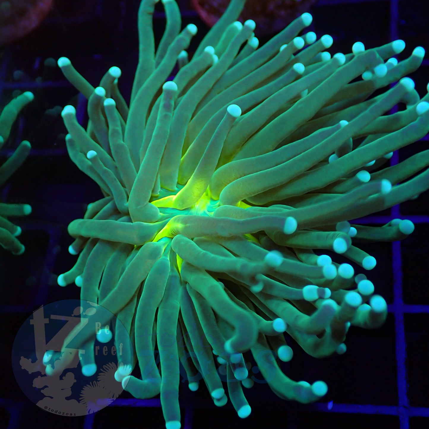 Euphyllia Yellow Mouth Torch