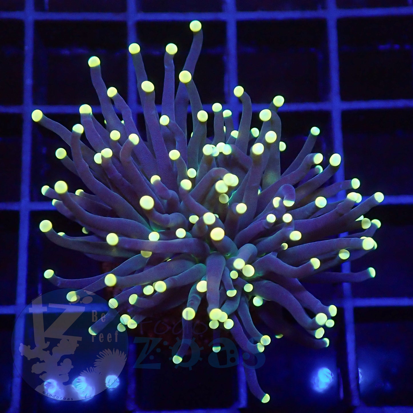 Euphyllia Joker Torch