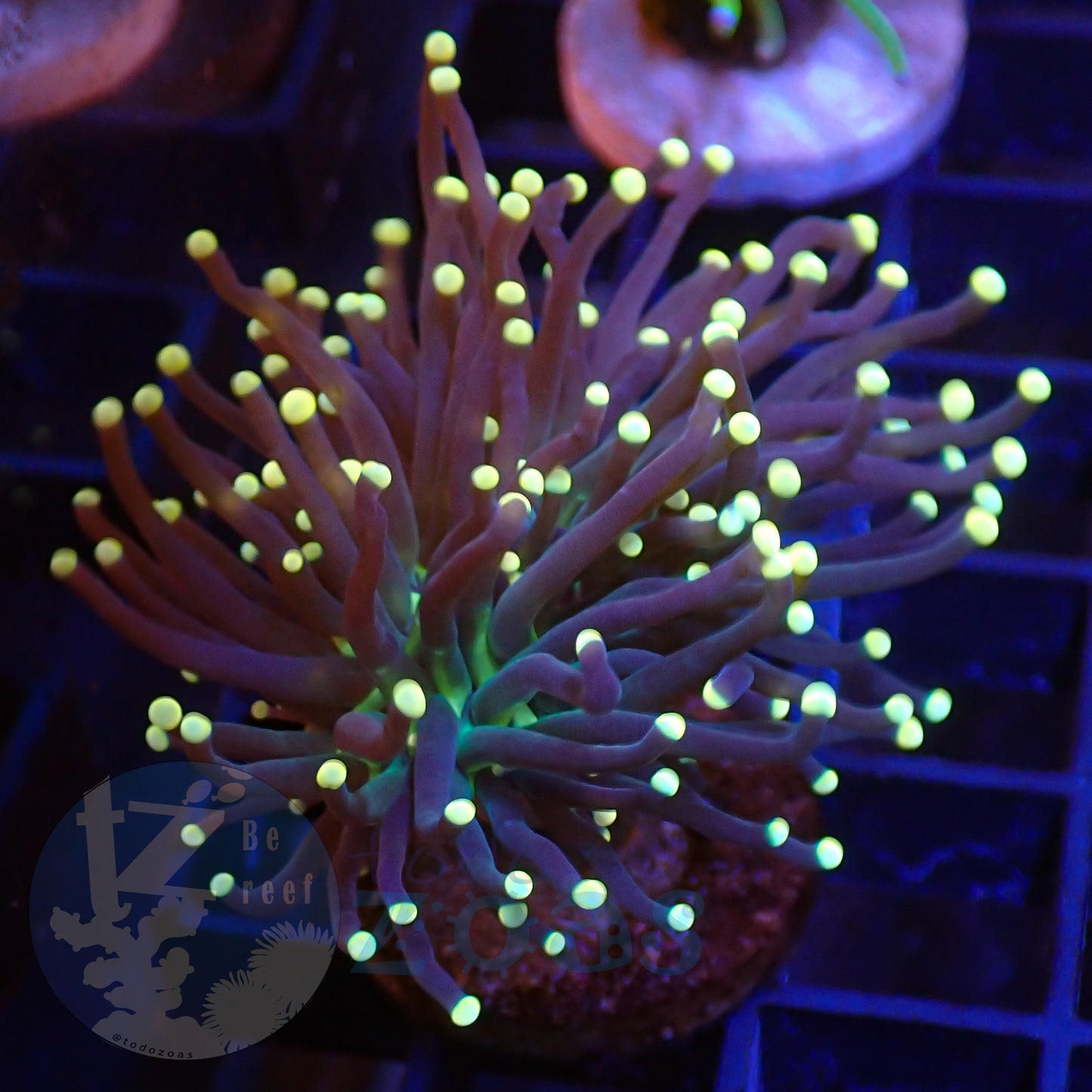 Euphyllia Joker Torch