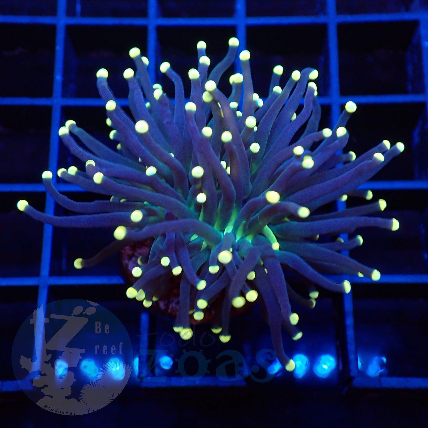Euphyllia Joker Torch
