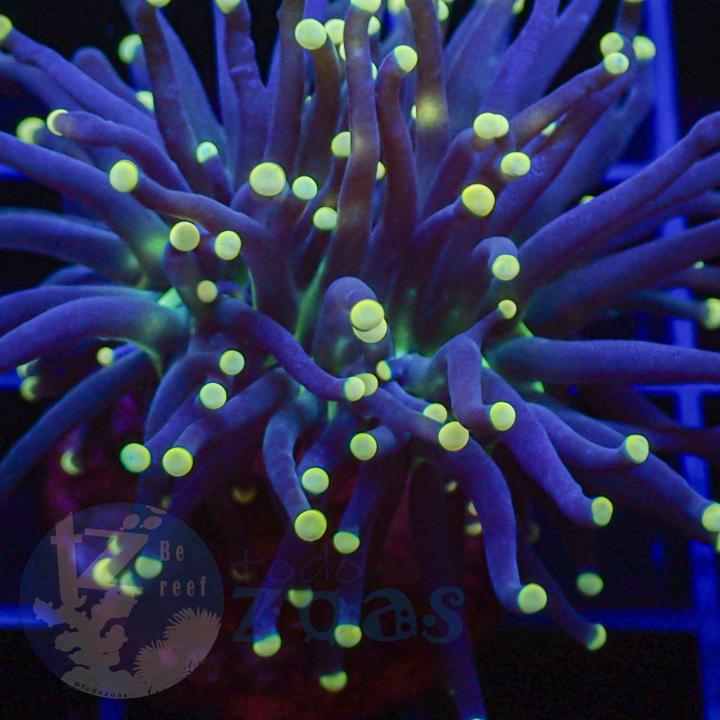Euphyllia Joker Torch