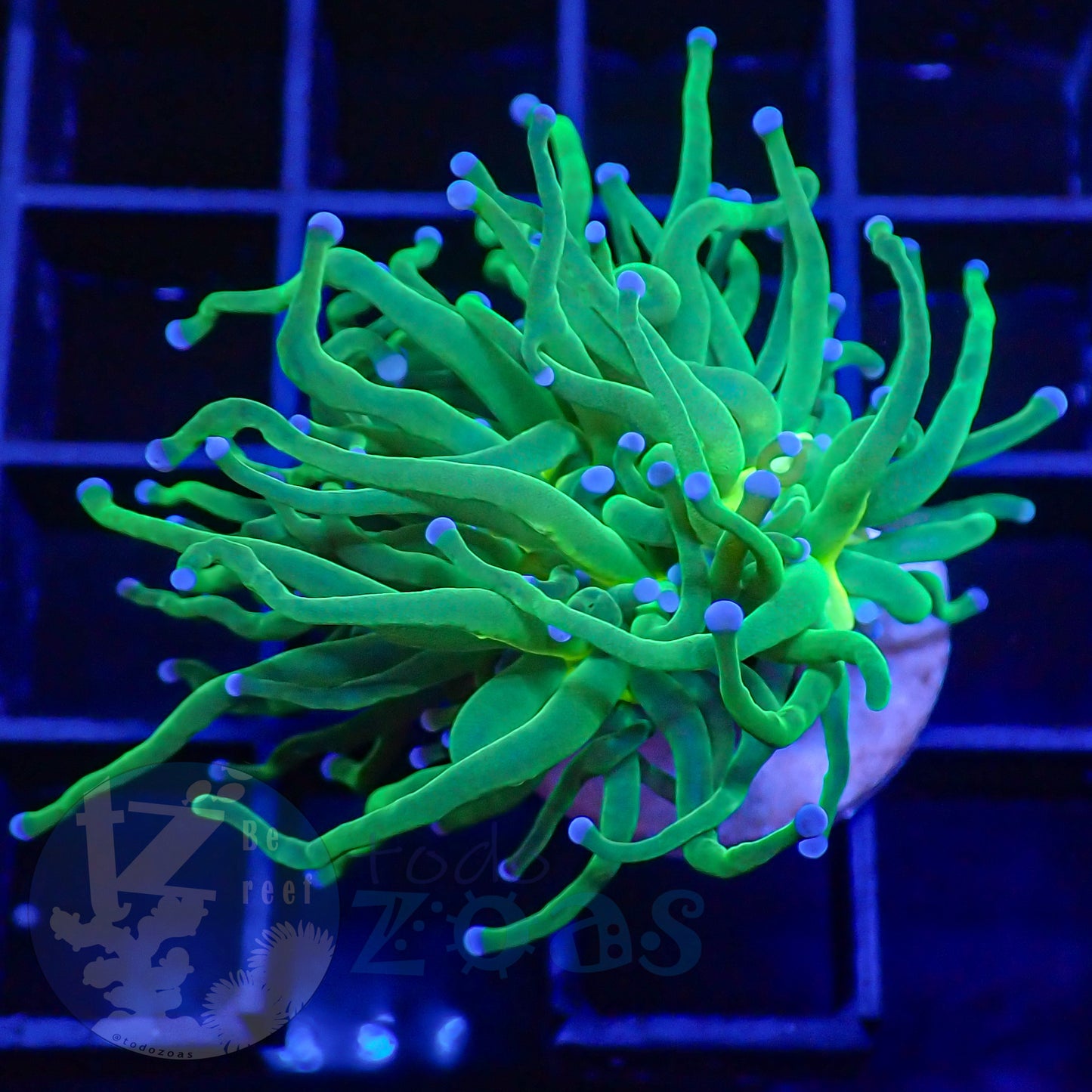 Euphyllia Toxic Torch Blue Tips #3