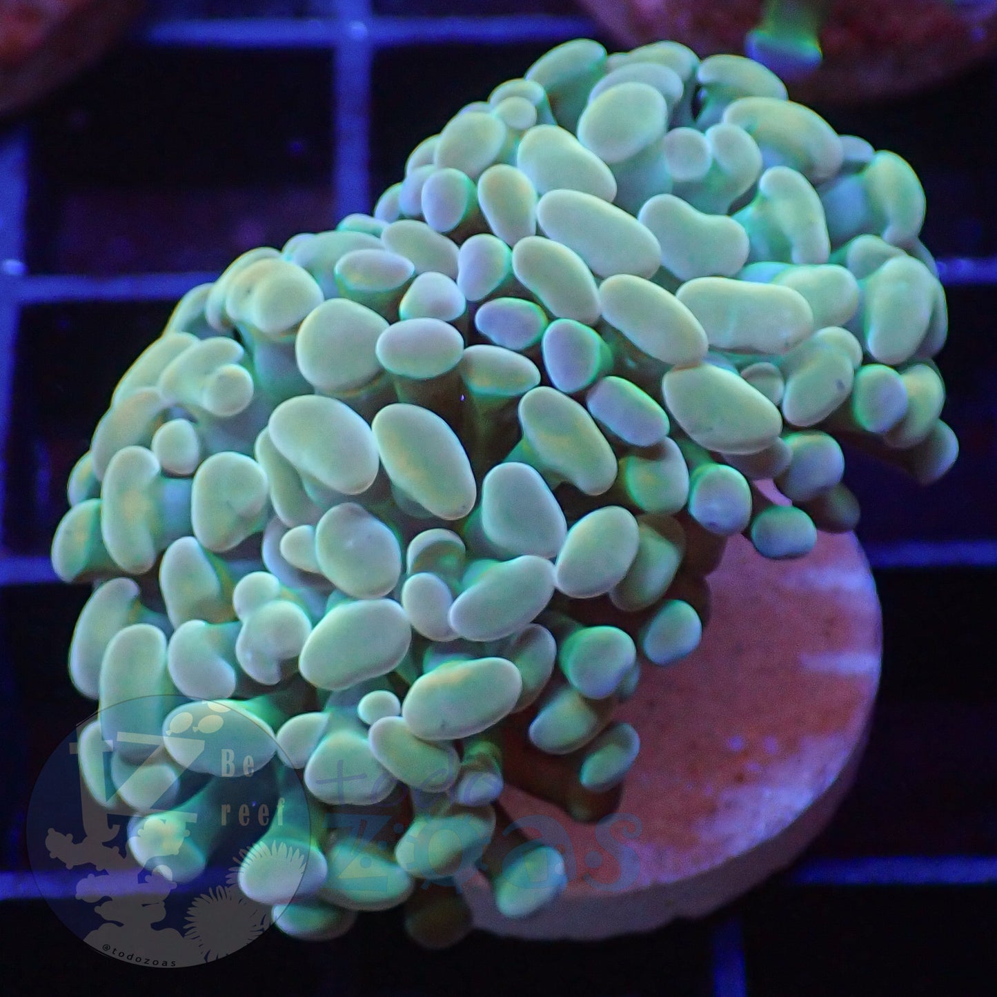Euphyllia Paraancora Golden