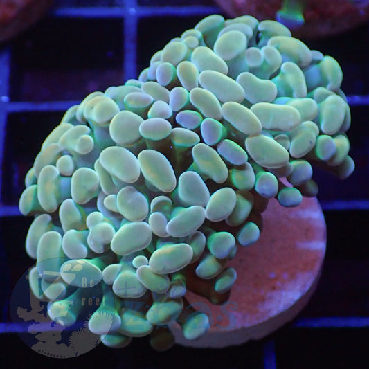 Euphyllia Paraancora Golden