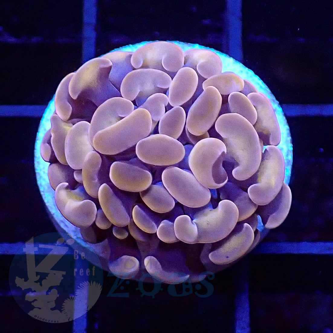Euphyllia Paraancora Peach #1