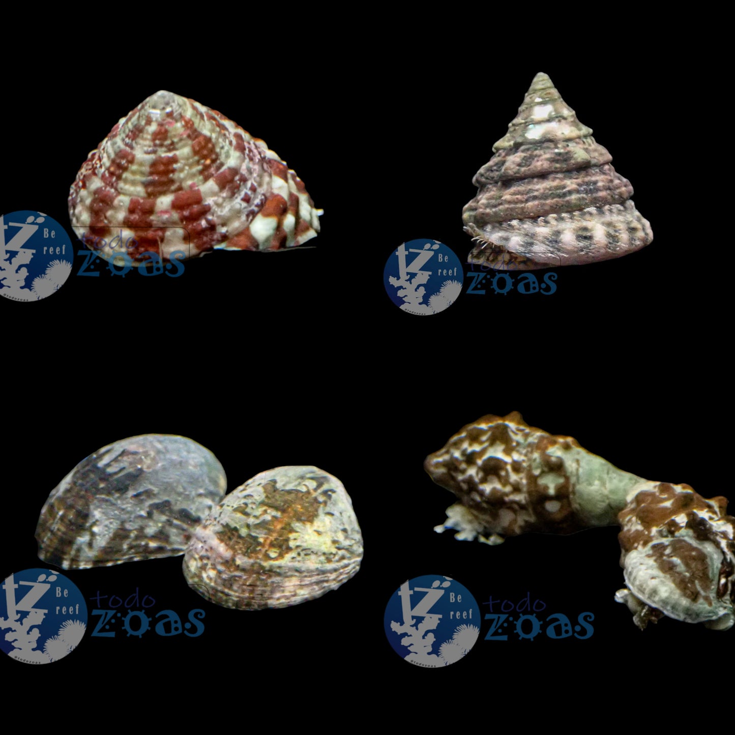 Pack Invertebrados 2