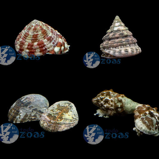 Pack Invertebrados 2