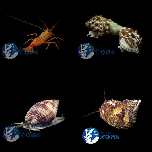 Pack Invertebrados 4