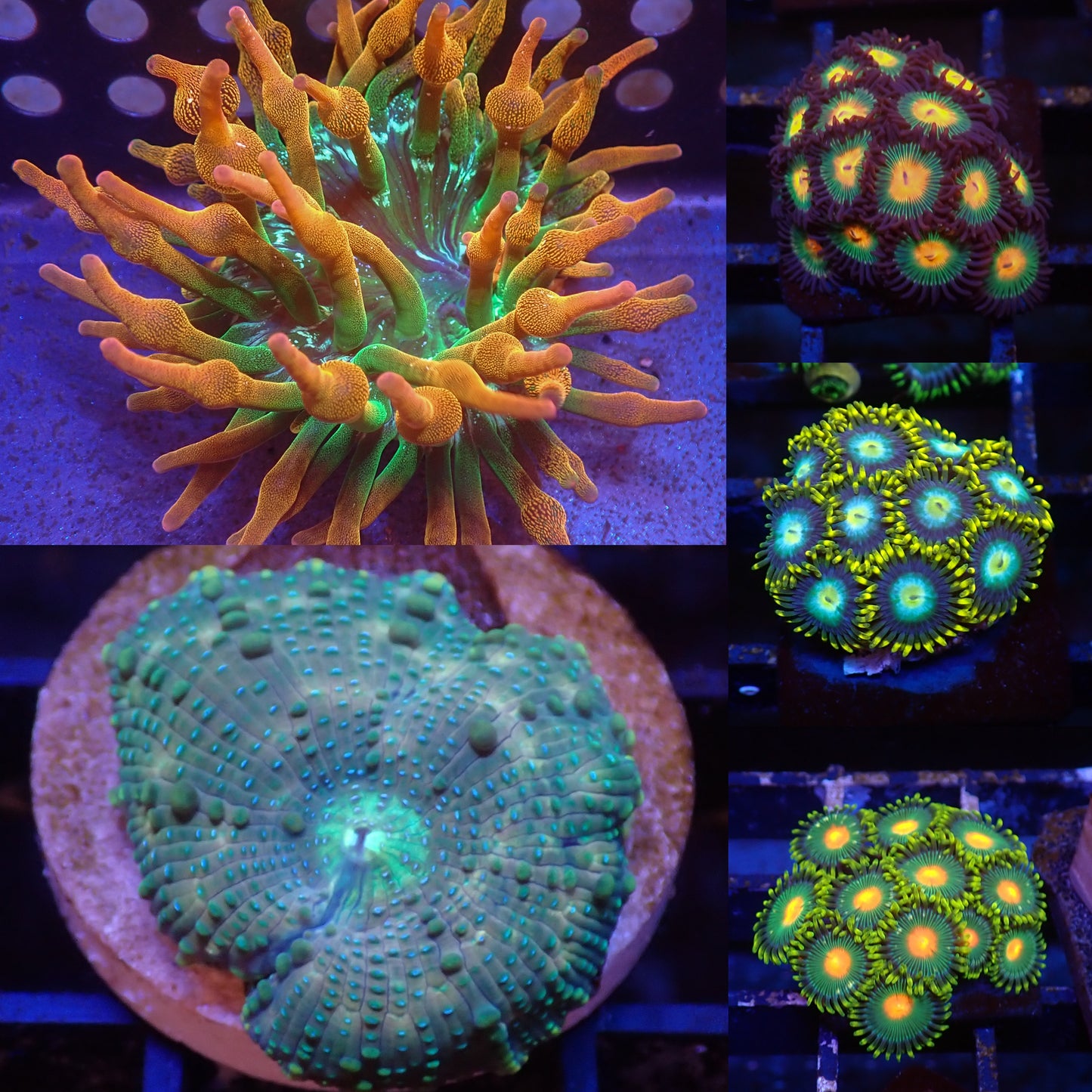 Frag Pack 1