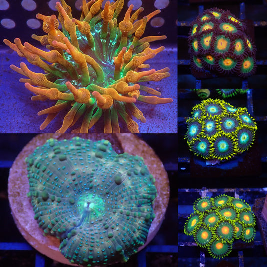 Frag Pack 1