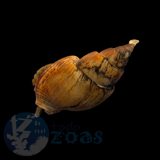 Nassarius Grephiterus XXL