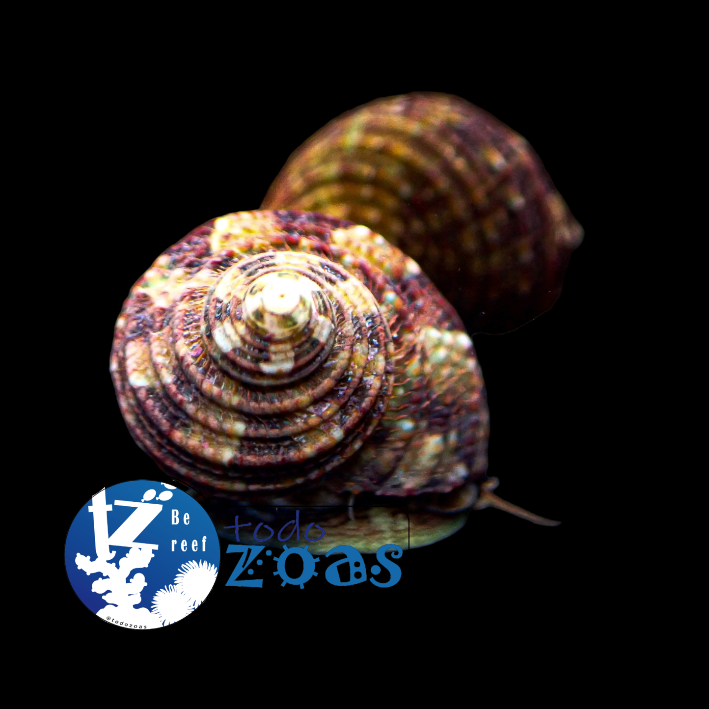 Turbo Brunneus