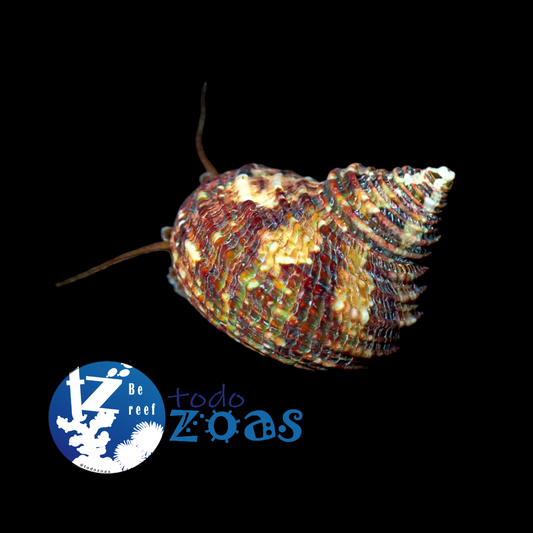 Turbo Brunneus