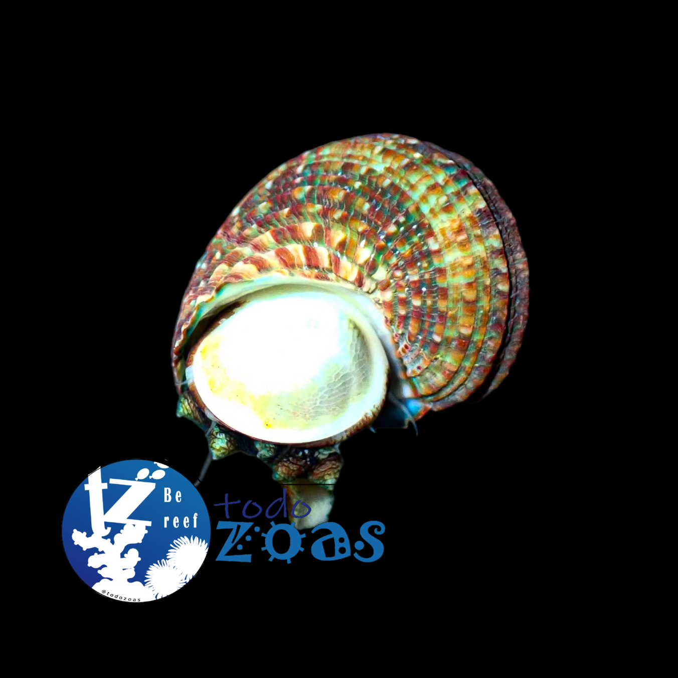 Turbo Brunneus