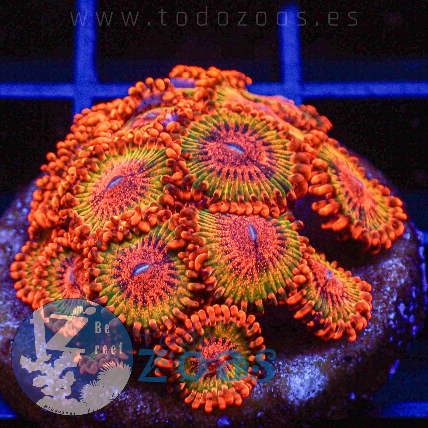 Zoanthus Speckled Krakatoa