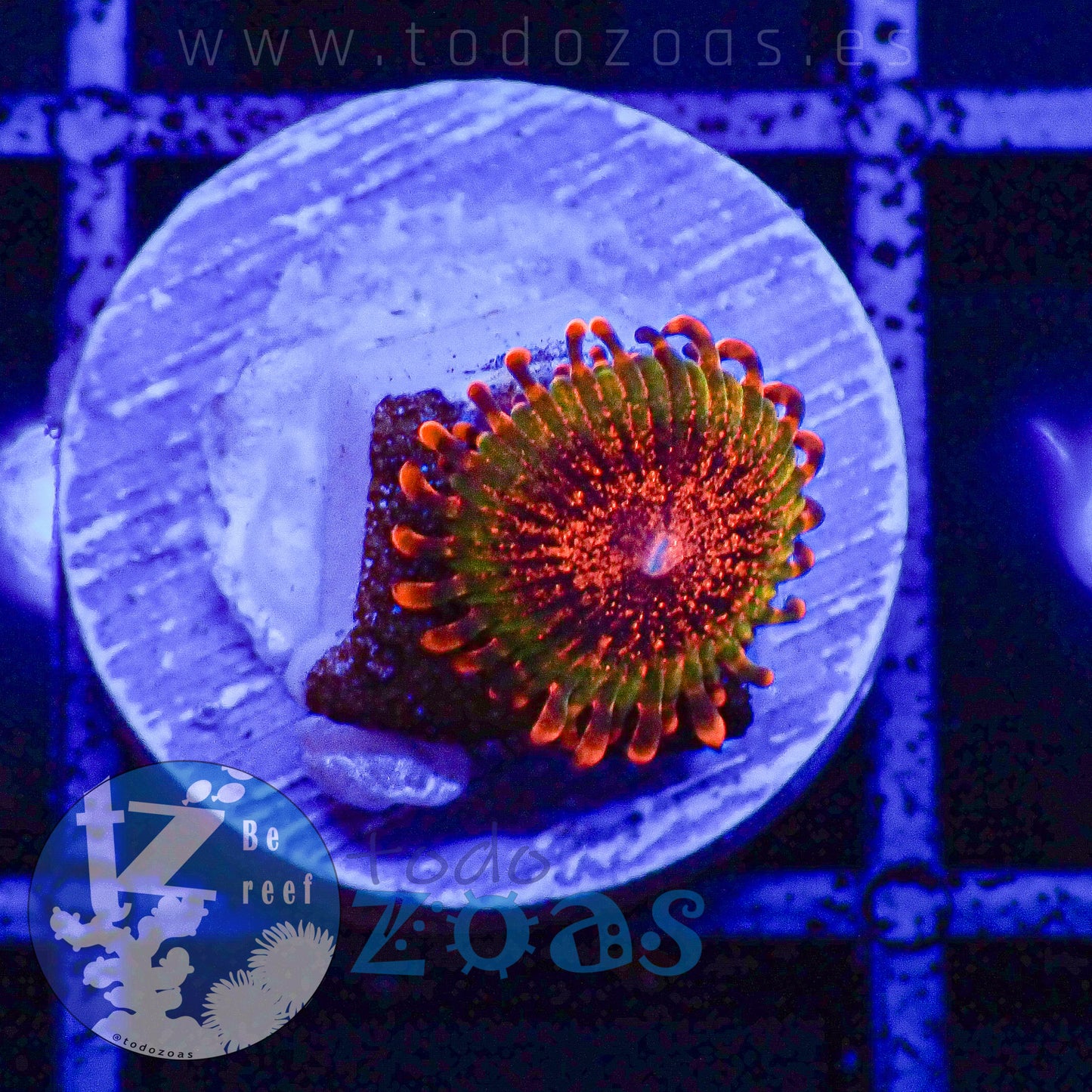 Zoanthus Speckled Krakatoa