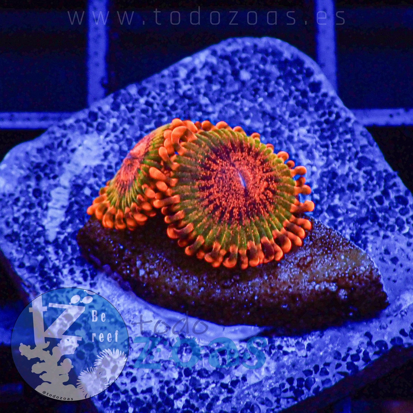 Zoanthus Speckled Krakatoa