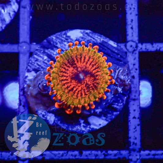 Zoanthus Speckled Krakatoa