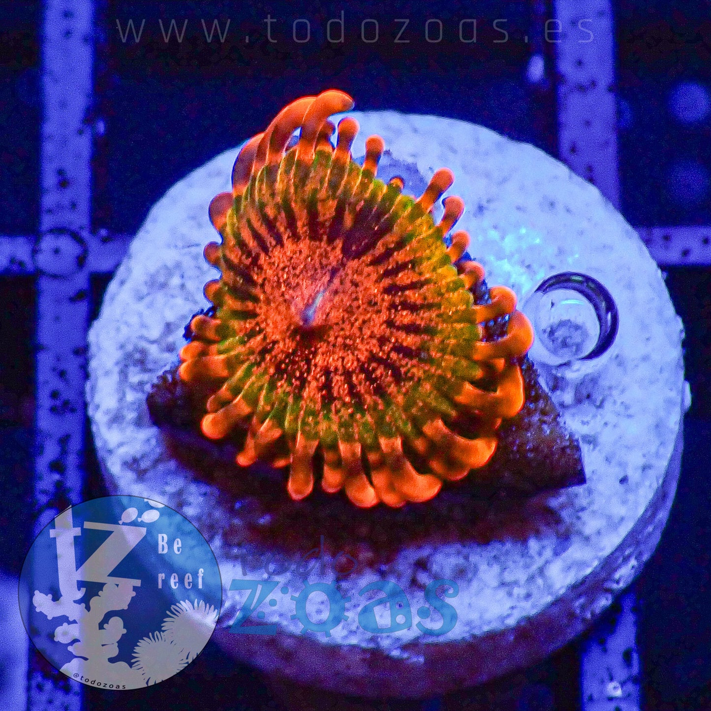Zoanthus Speckled Krakatoa