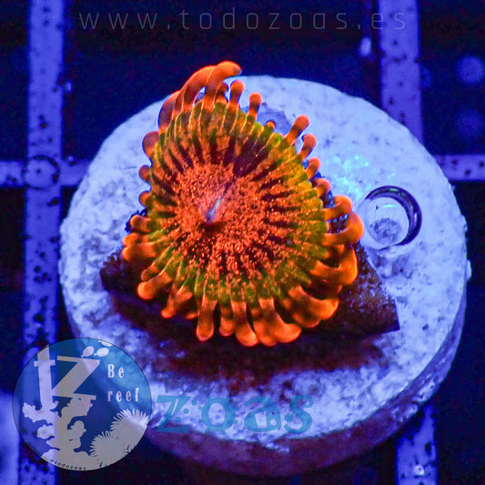 Zoanthus Speckled Krakatoa