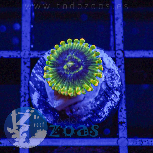 Zoanthus Katar Yoda