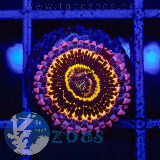 Zoanthus Stratosphere