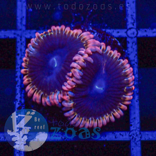 Zoanthus Lunar Eclipse