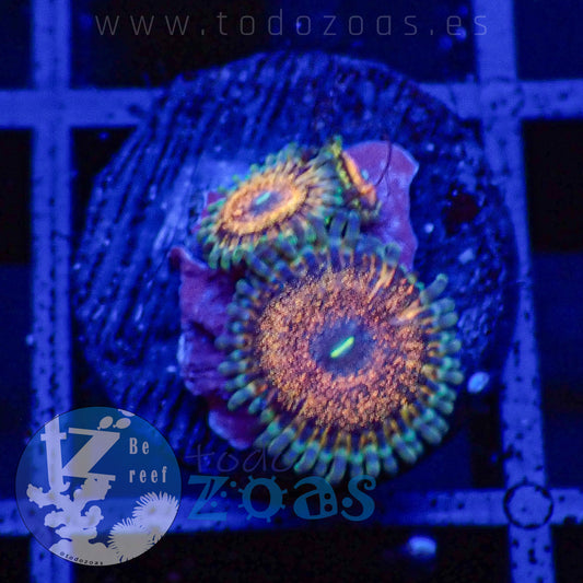 Zoanthus Golden Constellation