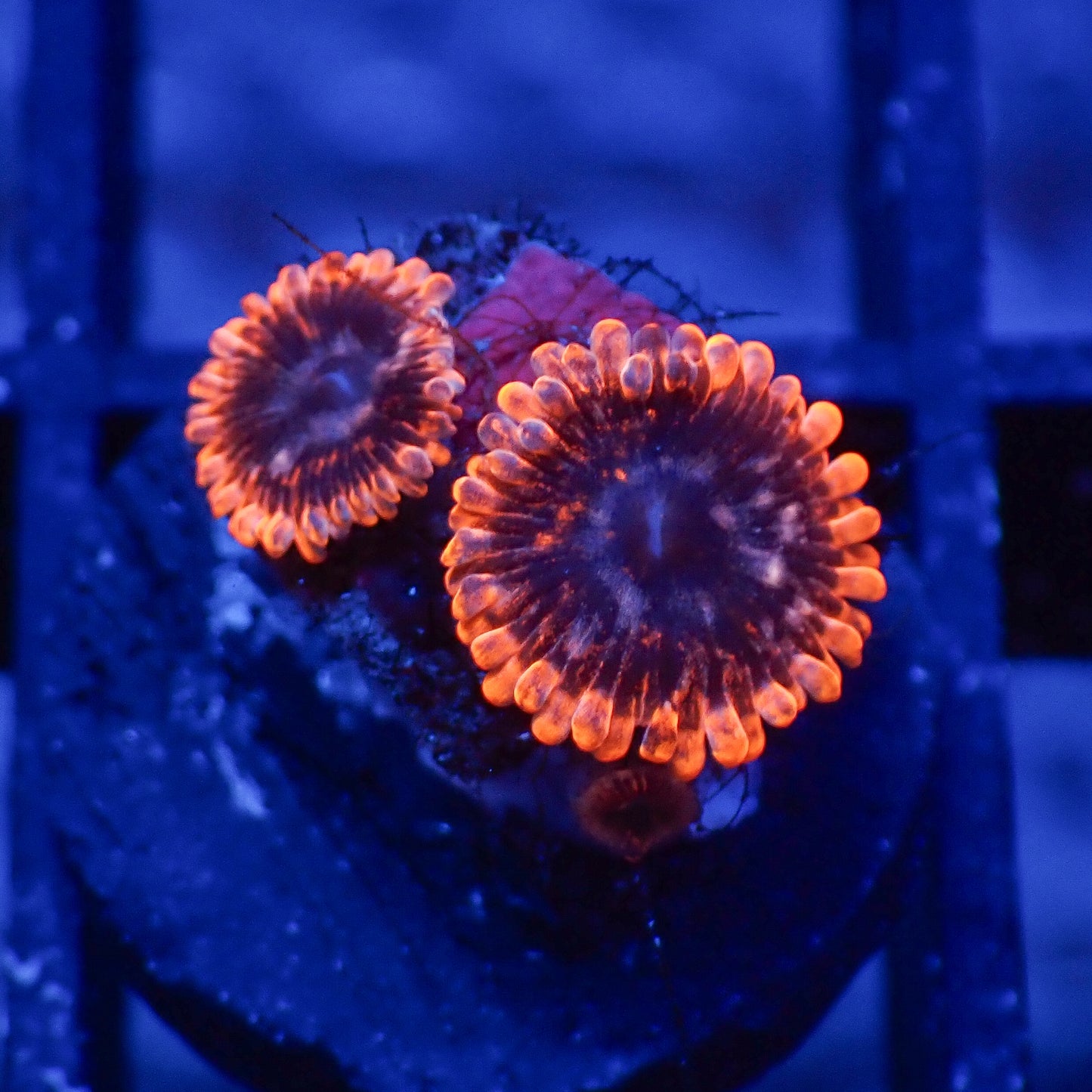 Zoanthus Utther Chaos