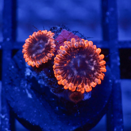 Zoanthus Utther Chaos