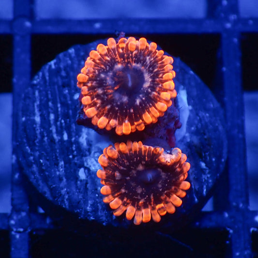 Zoanthus Utther Chaos