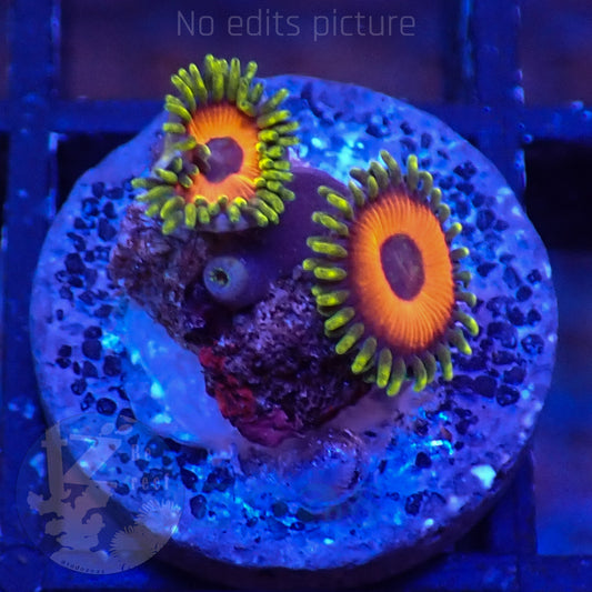 Zoanthus Eagle Eyes