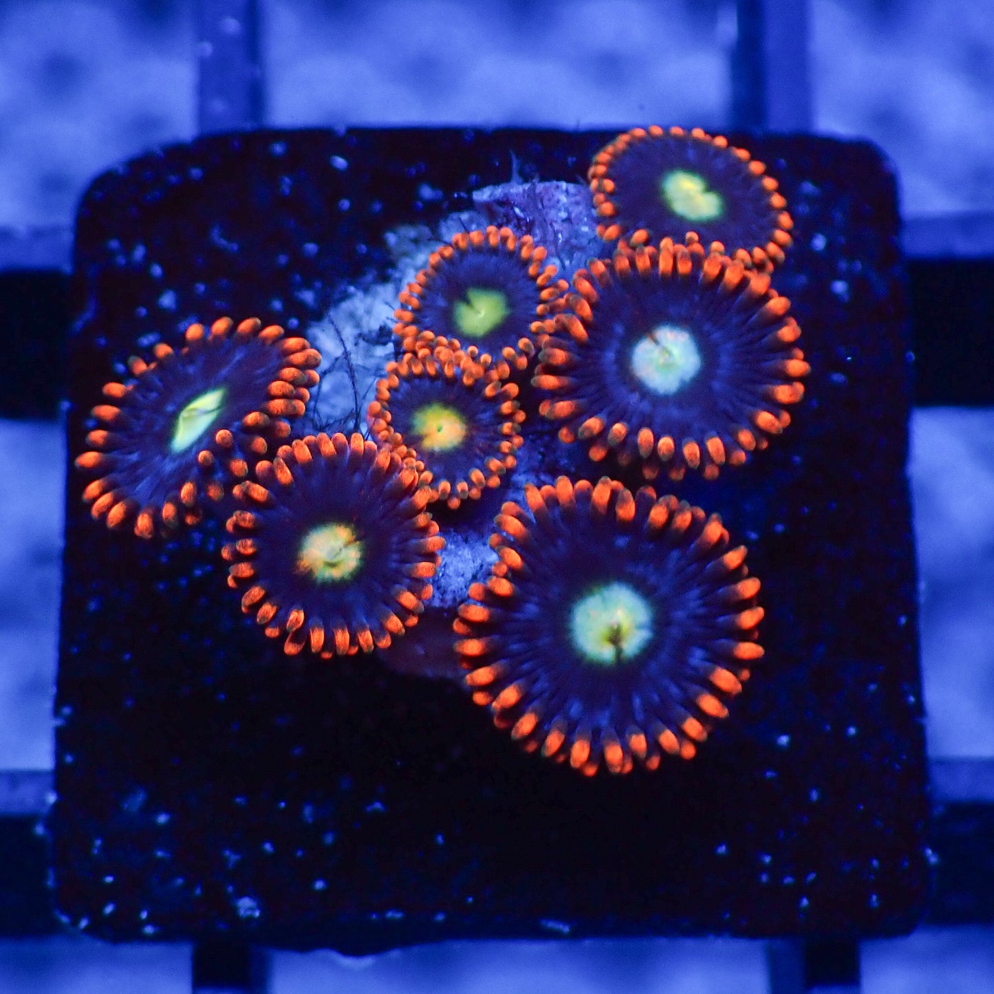 Zoanthus WWC Monster Mash