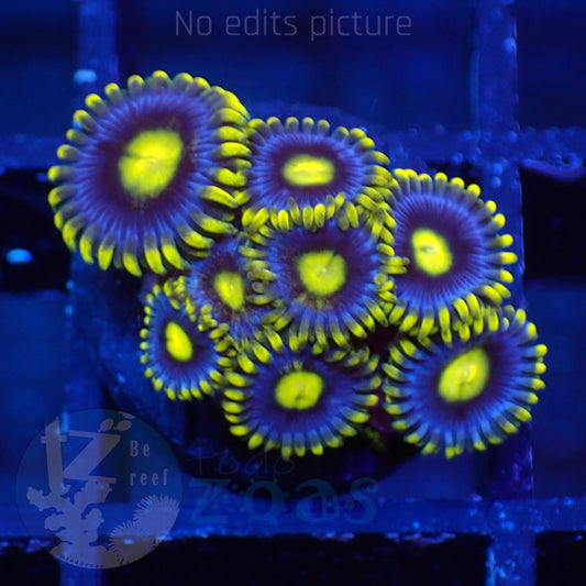 Zoanthus Blueberry Pie