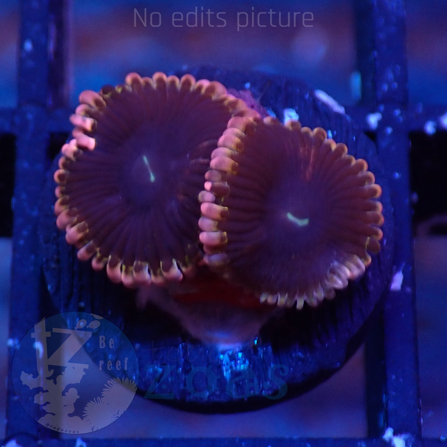 Zoanthus Lunar Eclipse