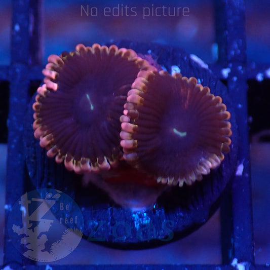 Zoanthus Lunar Eclipse