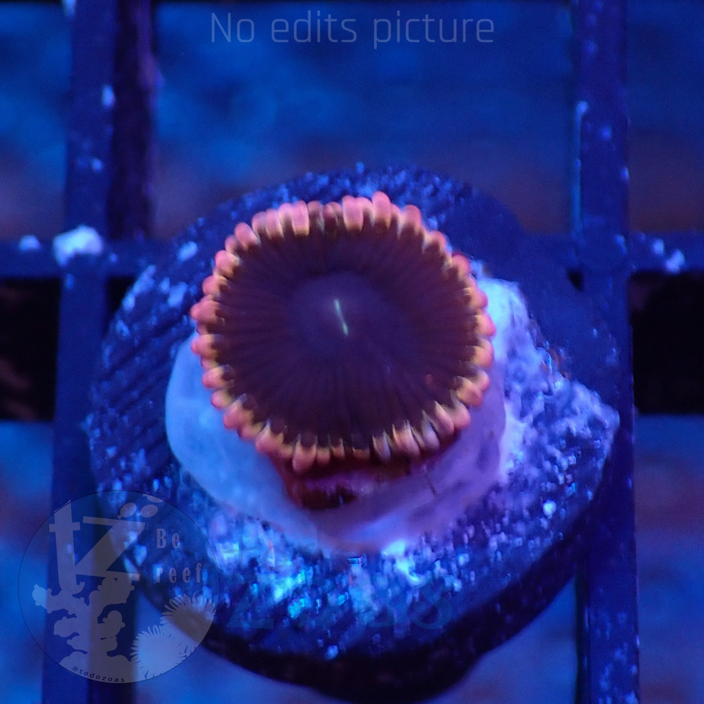 Zoanthus Lunar Eclipse