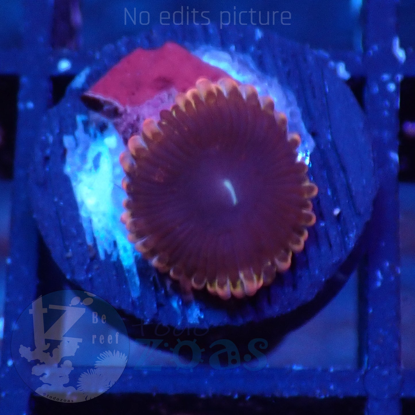 Zoanthus Lunar Eclipse