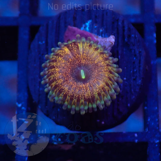 Zoanthus Golden Constellation
