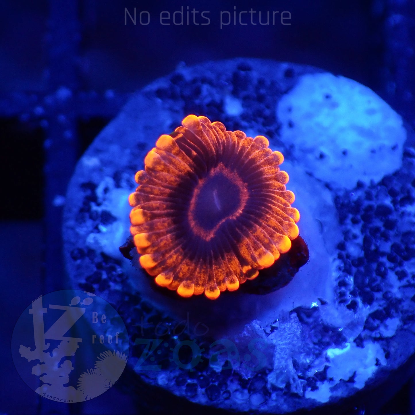 Zoanthus Evil Eye