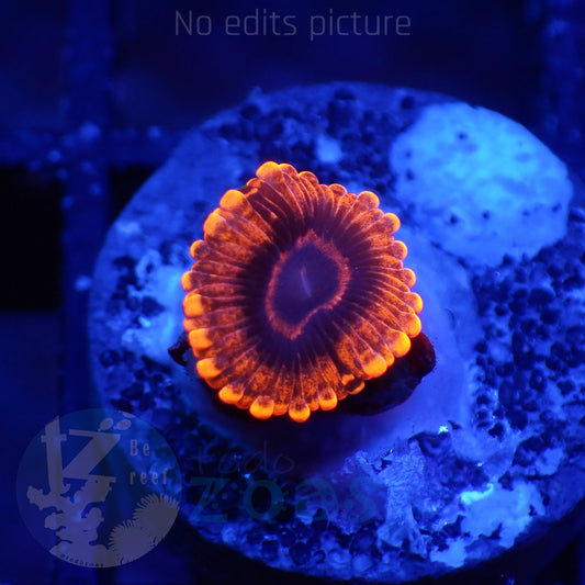 Zoanthus Evil Eye