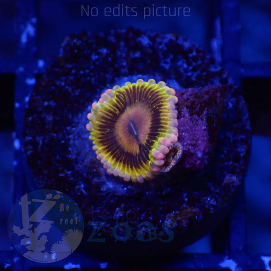 Zoanthus Lemon Head