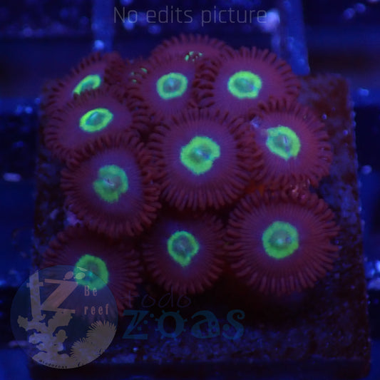 Zoanthus Hulk