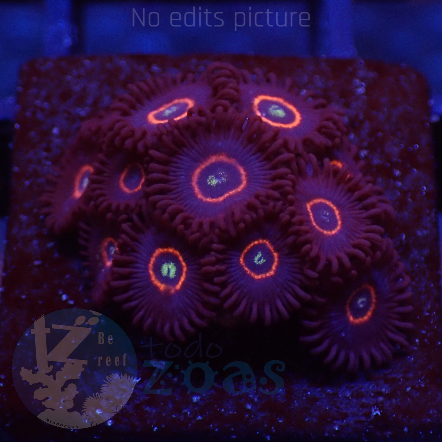 Zoanthus WWC Red Ring