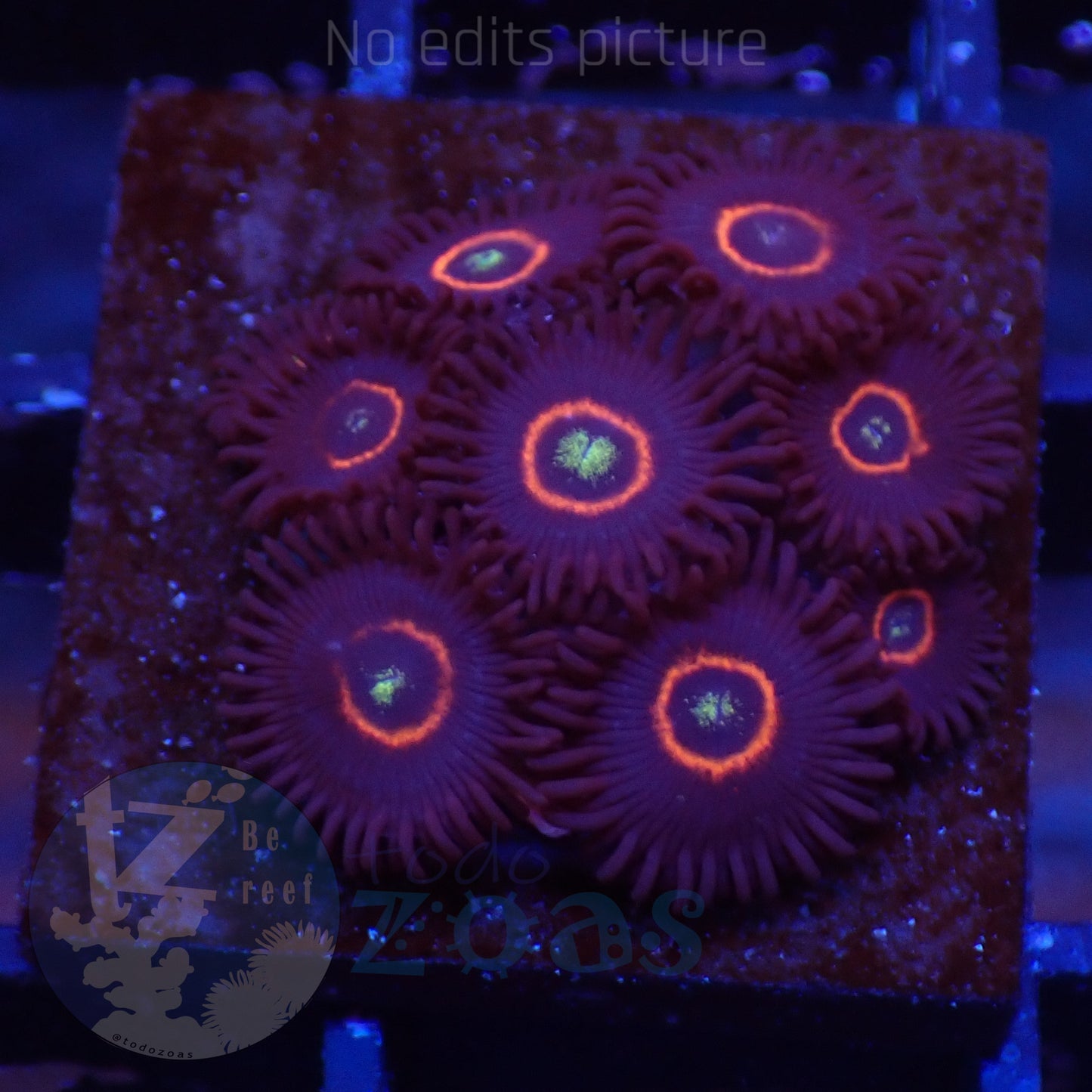 Zoanthus WWC Red Ring